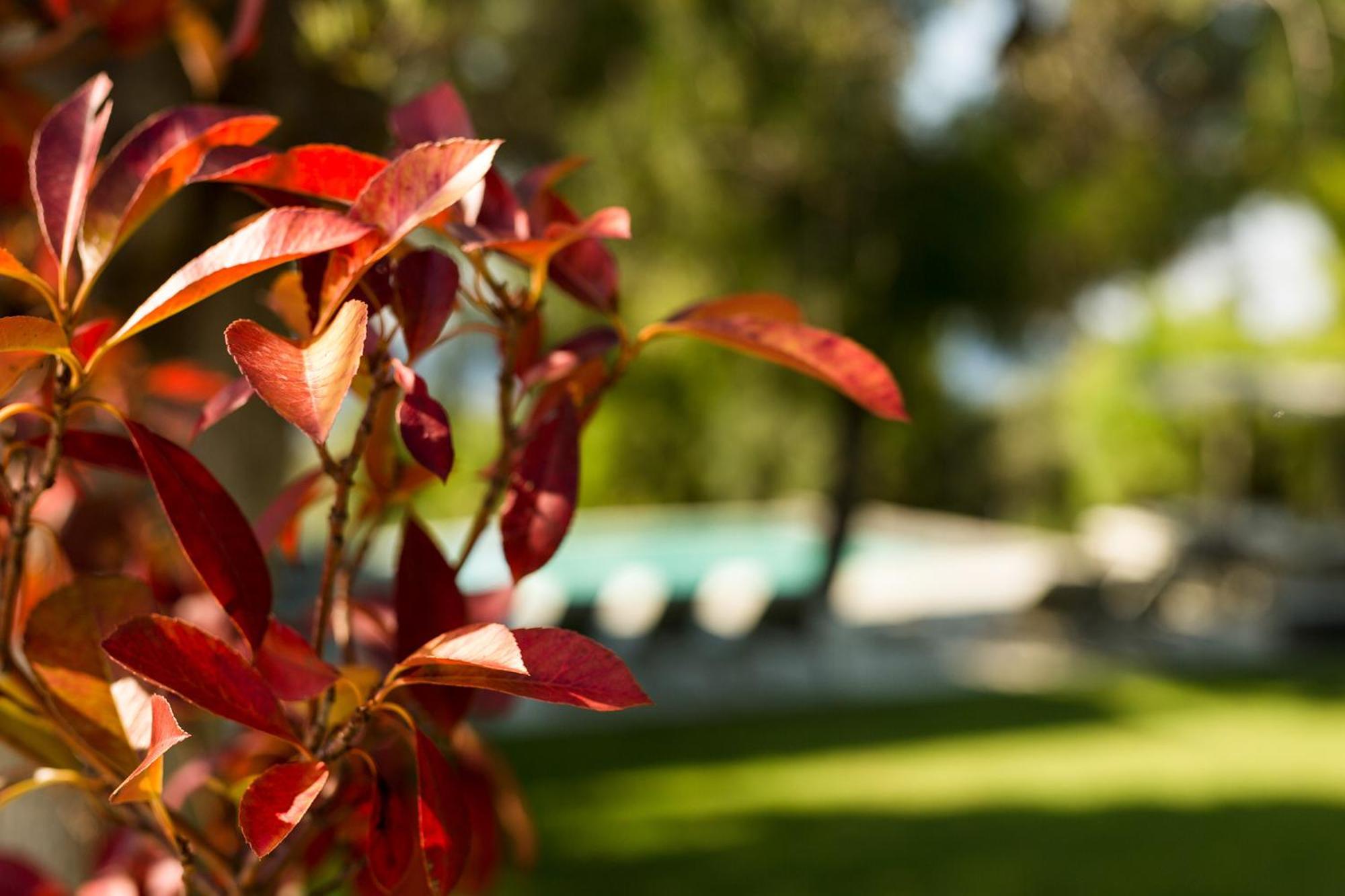 Olivia Estate Villa With Private Swimming Pool Elia Nikitis Bagian luar foto